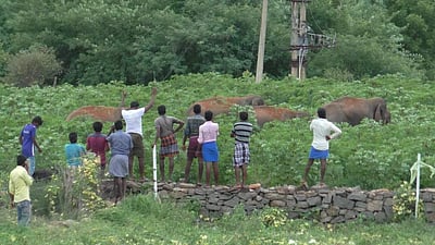 மேட்டூர் அருகே கிராமத்திற்குள் நுழைந்த காட்டுயானைகள்