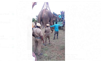 ஒசூர் அருகே 3 விவசாயிகளை தாக்கி கொன்ற ஒற்றை காட்டுயானை மயக்க ஊசி செலுத்தி பிடிப்பு