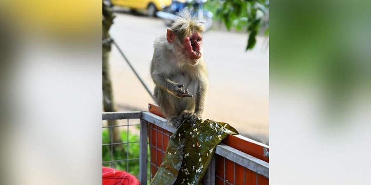 குரங்கின் முகத்தில் மூக்கு, கண்ணுக்கு பதில் மிகப்பெரிய ஓட்டை: கேரளத்தில் வைரலாகும் புகைப்படம்