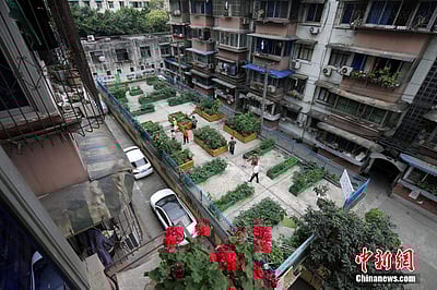 குடியிருப்புப் பகுதியில் காய்கறித் தோட்டம்