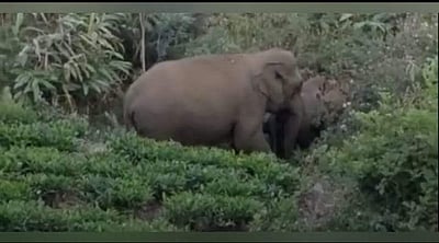 குன்னூரில் யானைகள் விளை நிலங்களை சேதப்படுத்தி வருவதால் பொதுமக்கள் அச்சம்