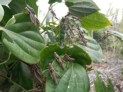 கொல்லிமலையில் வெட்டுக்கிளிக் கூட்டம்!: மிளகு கொடிகள் நாசம்