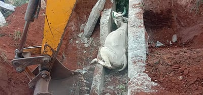 அ.குரும்பபாளையத்தில் கால்வாயில் விழுந்த பசு உயிருடன் மீட்பு