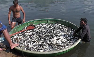 மேட்டூர் காவிரி கரையோரத்தில் மயங்கிய நிலையில் கரை ஒதுங்கிய மீன்கள்