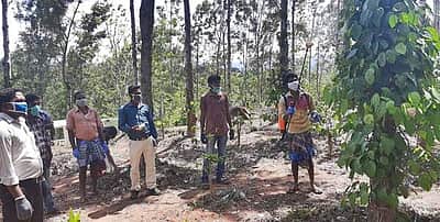 கொல்லிமலையில் வேப்ப எண்ணெய் கொண்டு வெட்டுக்கிளிகளை அழிக்கும் பணி தொடக்கம்