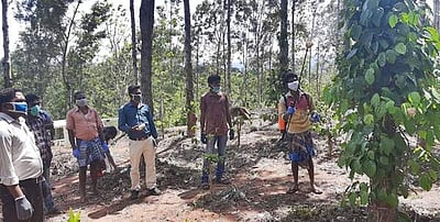 கொல்லிமலையில் வேப்ப எண்ணெய் கொண்டு வெட்டுக்கிளிகளை அழிக்கும் பணி தொடக்கம்