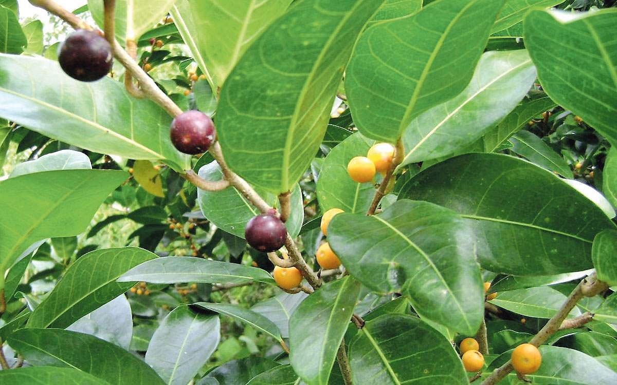 மரங்களின் வரங்கள்!: புண்ணிய விருட்சம் இத்தி மரம்