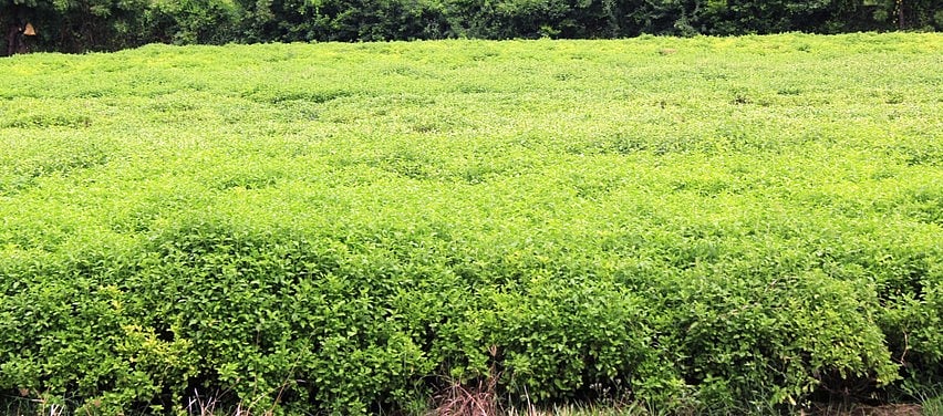 திருவள்ளூா் பகுதியில் விவசாயிகளுக்கு வருவாய் ஈட்டித் தரும் துளசி சாகுபடி