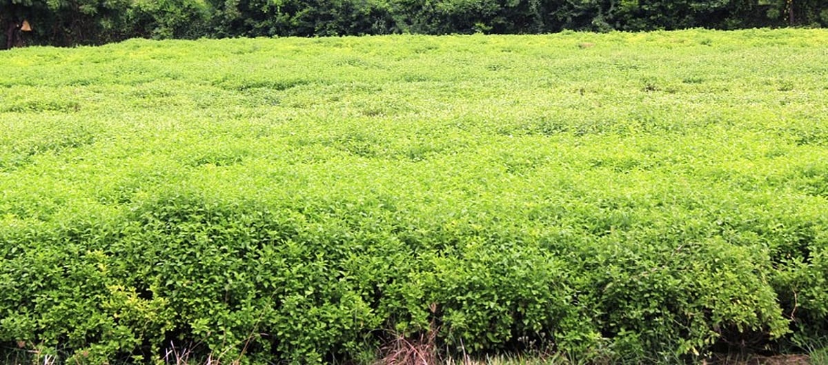 திருவள்ளூா் பகுதியில் விவசாயிகளுக்கு வருவாய் ஈட்டித் தரும் துளசி சாகுபடி