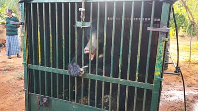 தென்காசி அருகே வனத்துறை வைத்த கூண்டில் சிக்கிய 4ஆவது கரடி