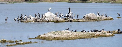 களைகட்டும் பறவைகள் சரணாலயம்