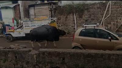 நீலகிரியில் சுற்றித்திரியும் காட்டுமாடு: மக்கள் அச்சம்