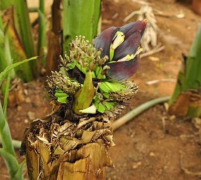 வெட்டிய மரத்தில் துளிர்விட்ட வாழைப் பூ!