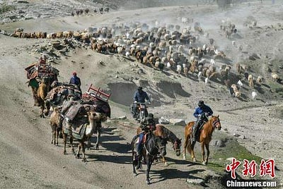 கோடைக்கால மேய்ச்சலுக்காக இடம்பெயரும் கால்நடைகள்