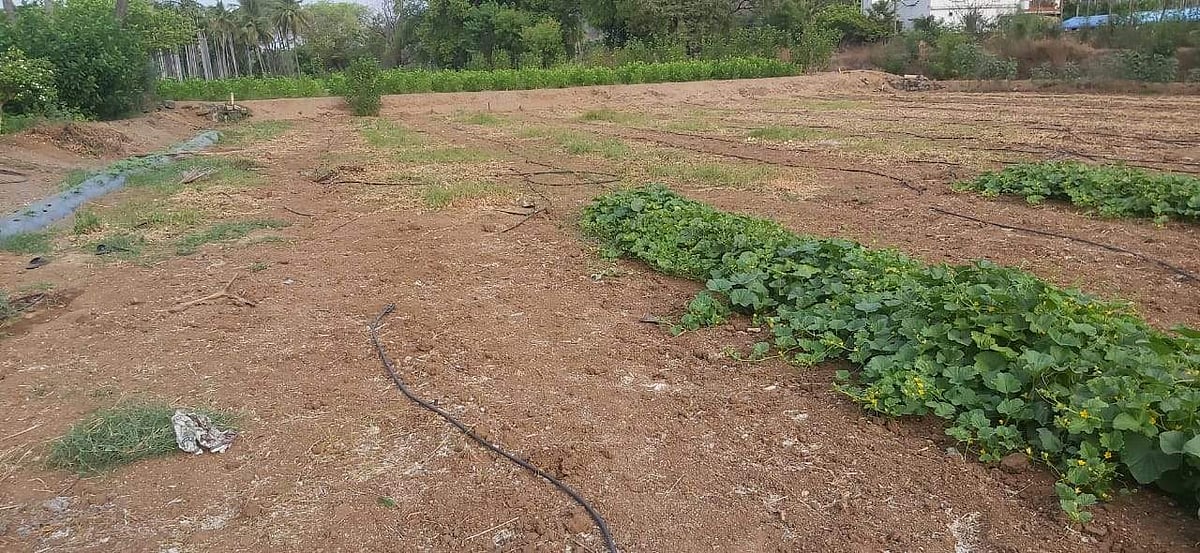 கெங்கவல்லி, தம்மம்பட்டி பகுதிகளில் பெரும்நட்டத்திற்குள்ளான வெள்ளரி விவசாயம்