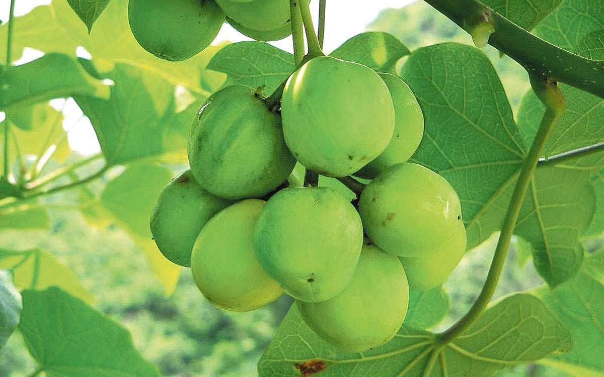 மரங்களின் வரங்கள்!: பயோ டீசல் மரம்