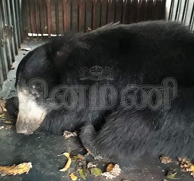 பங்களா குடியிருப்பு வனச்சரக அலுவலகத்தில் கரடி பிடிப்பட்டது