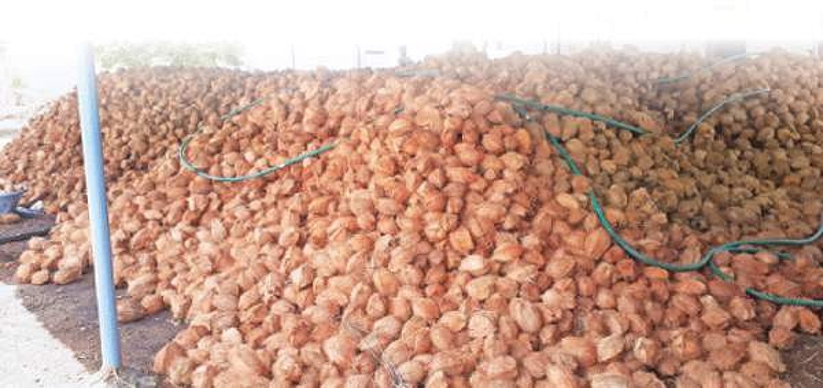 தேங்காய் உற்பத்தியாளர்களுக்கு ரூ. 800 கோடி நஷ்டம்: லட்சக்கணக்கான தேங்காய்கள் கிடங்குகளில் தேக்கம்