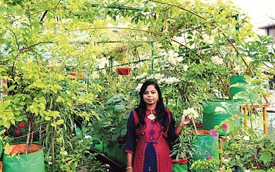 மாடித்தோட்டம்: அர்ப்பணிப்பு இருந்தால் ஜெயிக்கலாம்