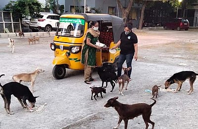 பொதுமுடக்கத்திலும் ஆதரவற்ற விலங்குகளுக்கு உணவளிக்கும் தன்னார்வலர்கள்; 18 ஆண்டுகளாகத் தொடரும் சமூகப் பணி!