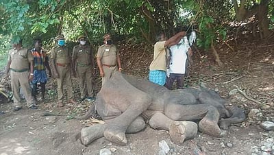 சேலம் மாவட்டம் மேட்டூரில் நோய்வாய்ப்பட்ட ஏழு வயது ஆண் யானைக்கு மருத்துவர்கள் சிகிச்சை