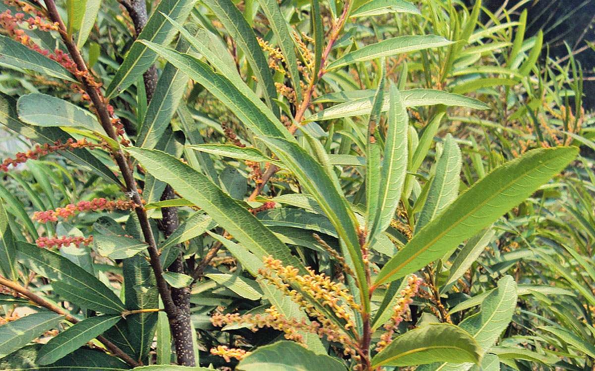 மரங்களின் வரங்கள்: அழகு மரம் காட்டலரி மரம்