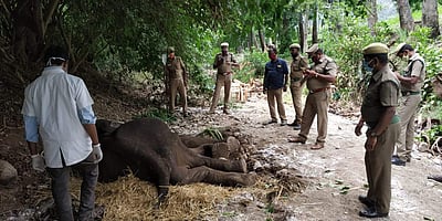 மேட்டூர் அருகே நோய்வாய்ப்பட்ட ஆறு வயது ஆண் யானை உயிரிழப்பு