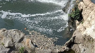 மேட்டூர் அணையின் உபரி நீர் போக்கியில் செத்து மிதக்கும் மீன்கள்: பொதுமக்கள் கடும் அவதி