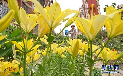 நகரப்புறத்தில் பசுமை நிறைந்த அழகான தோட்டம்