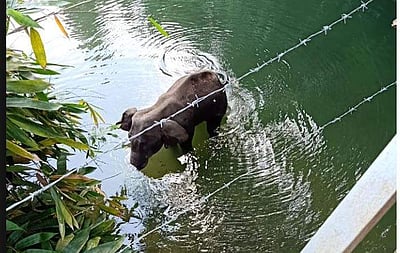 'கொடூரத்தின் உச்சம்' - அன்னாசிப் பழத்துக்குள் வெடிமருந்து; வலியால் துடிதுடித்து உயிரிழந்த கர்ப்பிணி யானை!