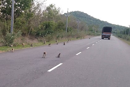 கரோனா: உணவின்றித் தவிக்கும் குரங்குக் கூட்டம்