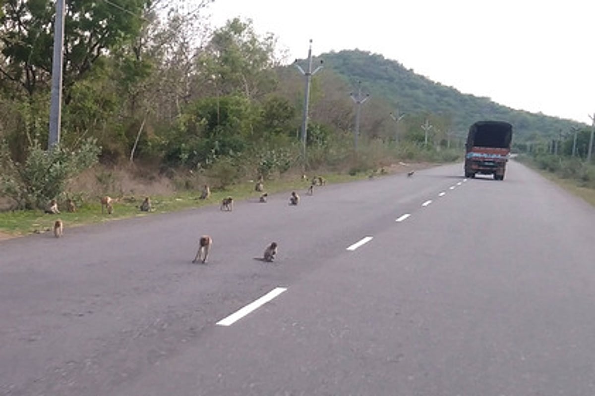 கரோனா: உணவின்றித் தவிக்கும் குரங்குக் கூட்டம்