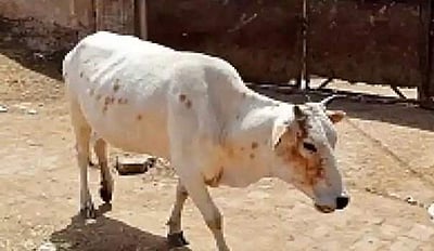 கேரளத்தை அடுத்து ஹிமாச்சல்: வாய் சிதைந்து படுகாயமுற்ற சினைப் பசு; உணவுடன் வெடிமருந்து கொடுத்த அவலம்!