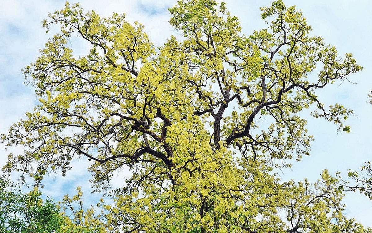 மரங்களின் வரங்கள்!: வாசம் தரும் சாம்பிராணி குங்கிலிய மரம்