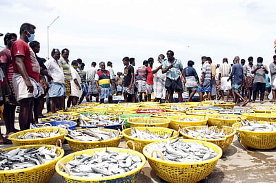 பாம்பன் மீனவர்களுக்கு அதிகளவில் மீன் வரத்து