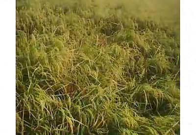 மானாமதுரை: விவசாய நிலங்களுக்குள் புகுந்து பயிர்களை நாசமாக்கும் பன்றிகளால் விவசாயிகள் கவலை