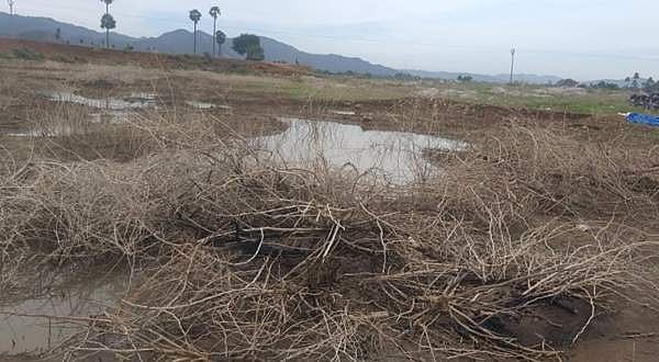வீரகனூர் ஏரியில் சீமைக்கருவேல முட்களே அதிகம் சிக்குவதால் மீனவர்கள் வேதனை