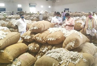 மூலனூரில் இந்திய பருத்திக் கழகம் கொள்முதலால் பருத்தி விலை உயர்வு