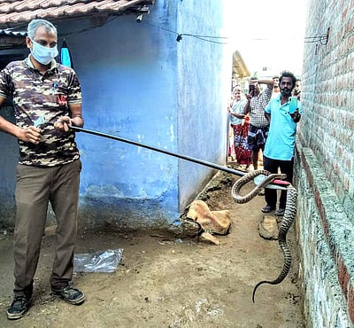 அந்தியூரில் குடியிருப்பு பகுதியில் பிடிபட்ட பாம்புகள் வறட்டுப்பள்ளத்தில் விடுவிப்பு