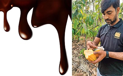 டார்க் சாக்லேட்டில் நோய் எதிர்ப்புத்திறன்!