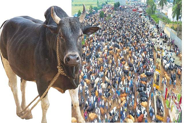 ஈரோடு மாட்டுச் சந்தைக்கு 4 மாதங்களாகத் தடை... ரூ.70 கோடி வர்த்தகம் பாதிப்பு