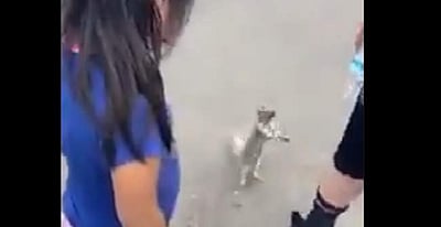 தாகத்துக்கு தண்ணீர் கேட்கும் அணில்: வைரலாகும் விடியோ