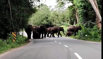சத்தியமங்கலம் - மைசூர் தேசிய நெடுஞ்சாலையில் குட்டிகளோடு சுற்றி திரியும் யானைகள்