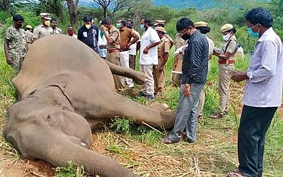 மேட்டுப்பாளைத்தில் பெண் யானை சுட்டுக்கொலை: பிரேதப் பரிசோதனையில் தகவல்