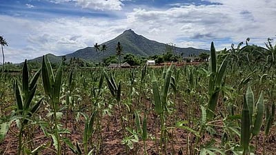 தோட்டத்திலேயே முதிர்ந்து வீணாகும் வெண்டைக்காய்: விலை வீழ்ச்சியால் அறுவடையை நிறுத்திய விவசாயிகள்