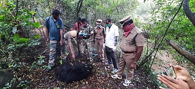 வன பகுதியில் மர்மமான முறையில் இறந்து கிடந்த கரடி 