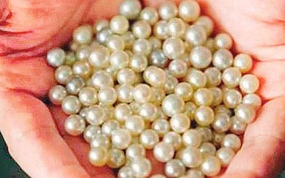 முத்துச் சிப்பிகளை வீட்டிலும் வளர்க்கலாம்!