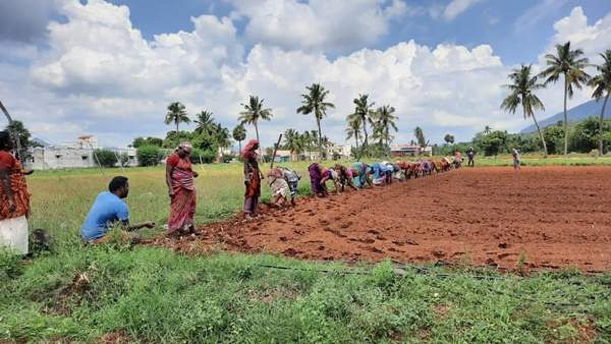 வாழப்பாடி பகுதியில் மக்காச்சோளம் சாகுபடியில் விவசாயிகள் ஆர்வம்: ஆடிப்பட்டத்தில் விதையிடும் பணி தொடக்கம்