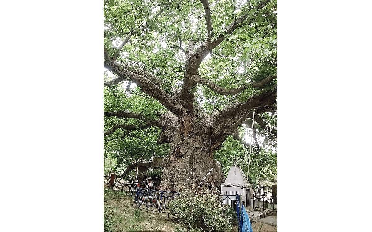 மரங்களின் வரங்கள்!