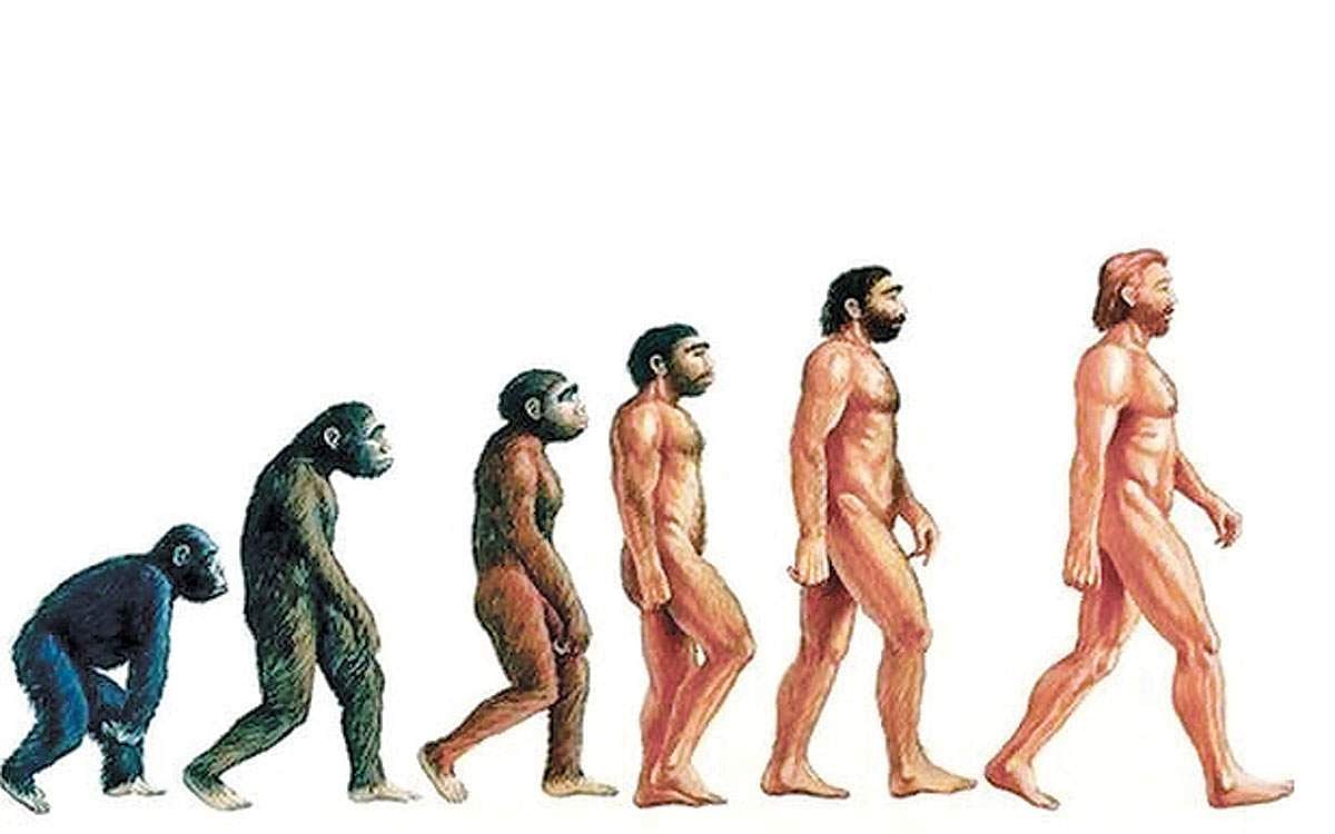 மனித பரிணாமம்